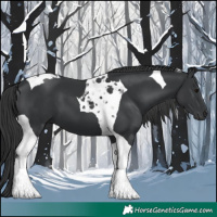 Horse Color:Black Tobiano