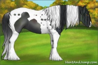Horse Color:Black Tobiano 
