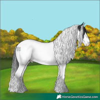 Horse Color:Black Sabino Splash Tobiano