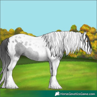 Horse Color:Black Splash Tobiano 