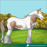 Horse Color:Black Pearl Splash Tobiano 