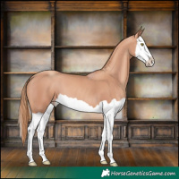 Horse Color:Gold Champagne Splash 