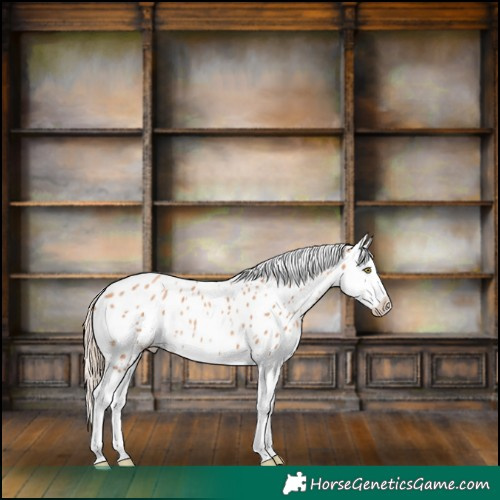 Horse Color:Gold Champagne Splash Near Leopard