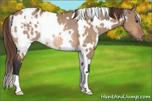 Horse Color:White Spotted Bay Dun Blanket Rabicano