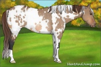 Horse Color:White Spotted Bay Dun Blanket Rabicano 