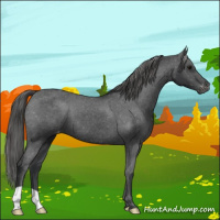 Horse Color:Black Appaloosa 