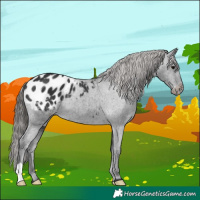 Horse Color:Black Appaloosa 