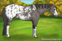 Horse Color:White Spotted Grullo Blanket