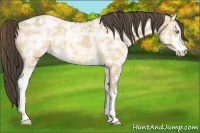 Horse Color:Amber Cream Champagne Ice Sabino