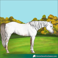 Horse Color:Gray White Spotted Red Dun