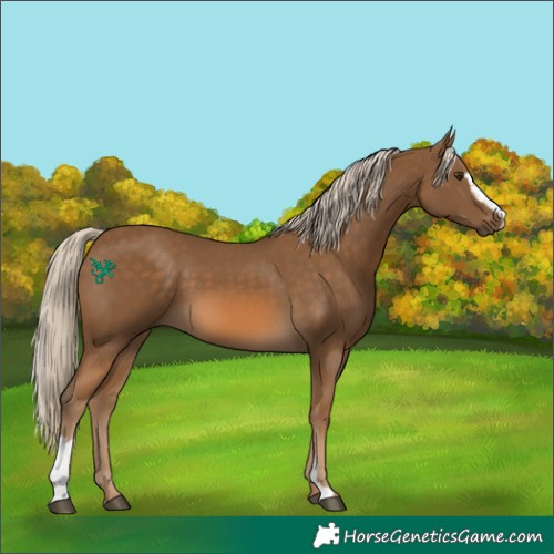 Horse Color:Chocolate Palomino Sabino 