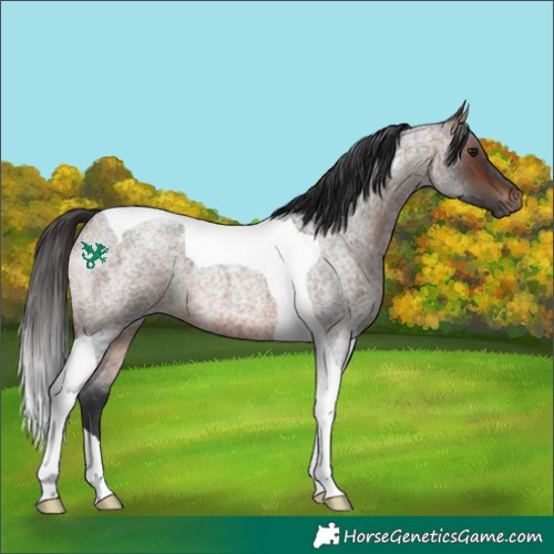Horse Color:Brown Roan Tobiano