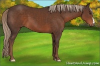 Horse Color:Liver Chestnut 