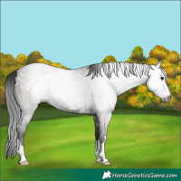 Horse Color:Gray Grullo 
