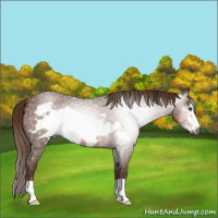 Horse Color:Gray Red Roan Frame Appaloosa 