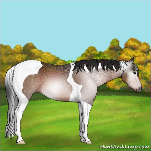 Horse Color:Gray Bay Tobiano 