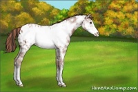 Horse Color:Painted Bay Ice Frame Appaloosa Rabicano 