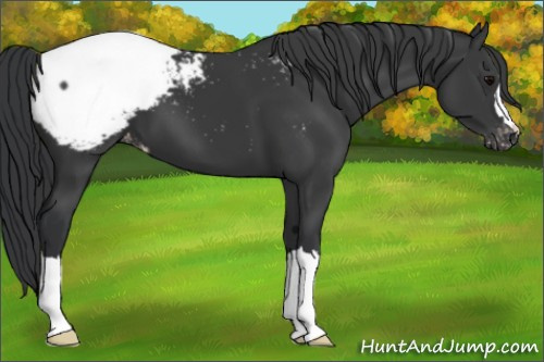 Horse Color:Black Appaloosa