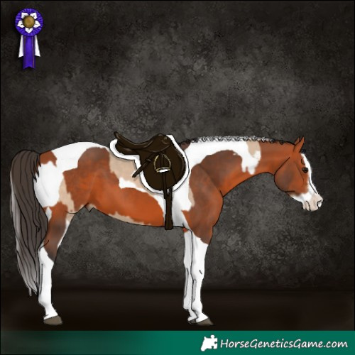 Horse Color:Bay Dun Splash Tobiano  and Bay Splash Tobiano 