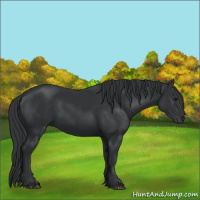 Horse Color:Black 
