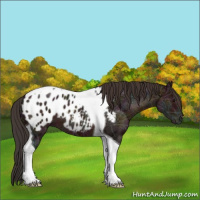 Horse Color:Midnight Brown Ice Tobiano Appaloosa 