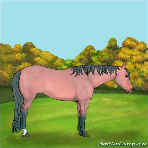 Horse Color:Watercolor Bay Dun 