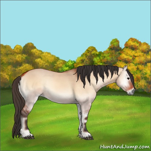 Horse Color:Bay Onyx 