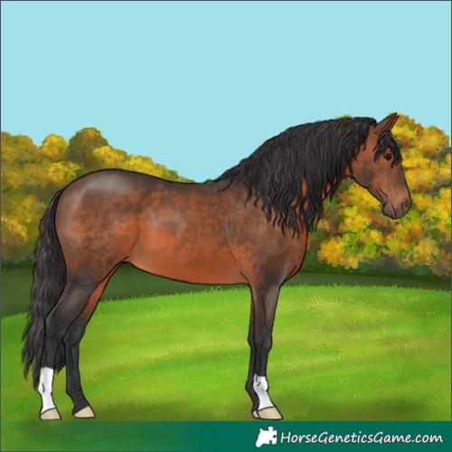 Horse Color:Brown 