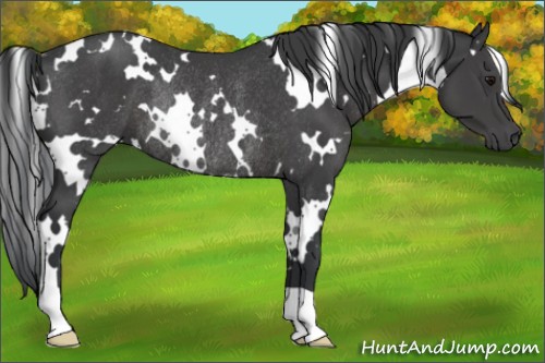 Horse Color:White Spotted Black Rabicano 