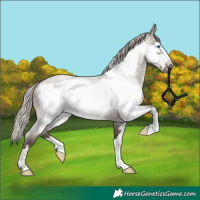 Horse Color:Silver Grullo Roan Frame 