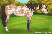 Horse Color:Buckskin Ice 