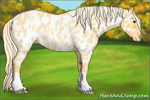 Horse Color:Palomino Roan Appaloosa Rabicano 