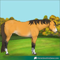 Horse Color:Buckskin 