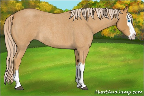 Horse Color:Palomino Roan Splash Rabicano