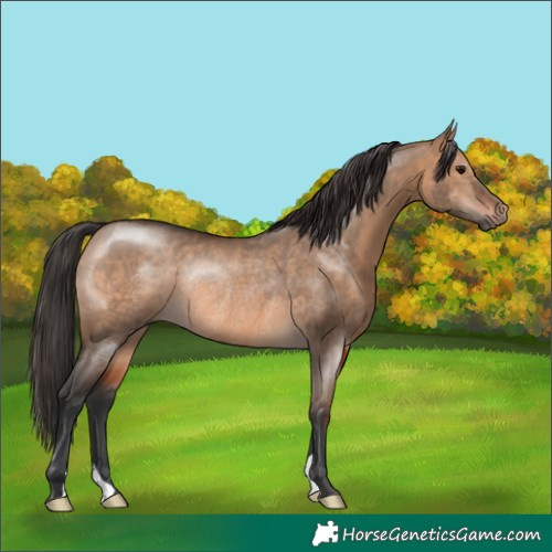 Horse Color:Brown Dun Rabicano 