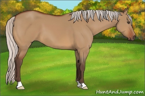 Horse Color:Silver Bay Dun 