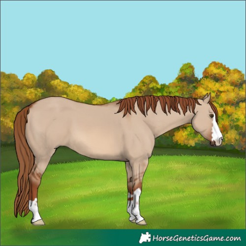 Horse Color:Red Dun