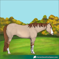 Horse Color:Red Dun