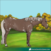 Horse Color:White Spotted Silver Black Rabicano