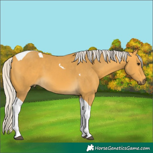 Horse Color:Silver Buckskin Tobiano