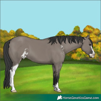 Horse Color:Grullo Sabino 