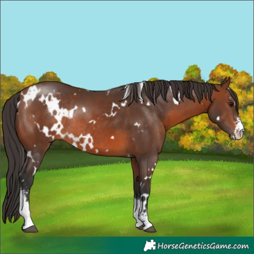 Horse Color:White Spotted Brown Sabino Rabicano 