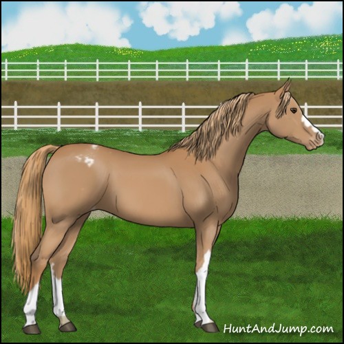 Horse Color:Chestnut Appaloosa 