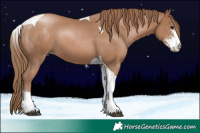 Horse Color:Black Pearl Sabino Tobiano