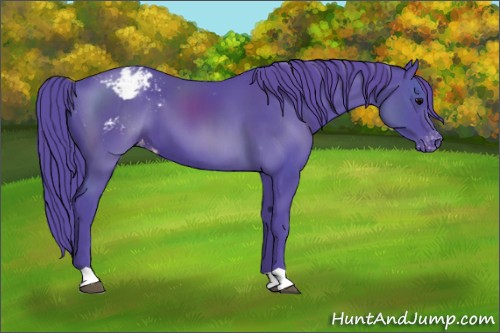 Horse Color:Unknown 