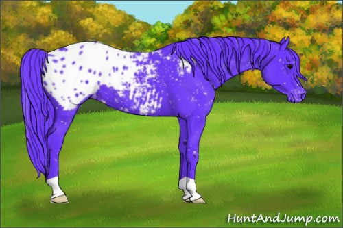 Horse Color:Unknown 