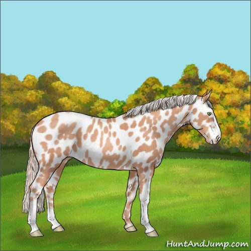 Horse Color:Gold Champagne Sabino Appaloosa 