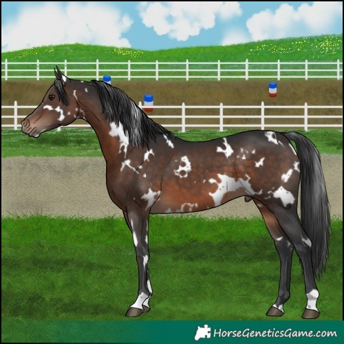 Horse Color:White Spotted Brown