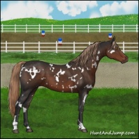 Horse Color:White Spotted Liver Chestnut 