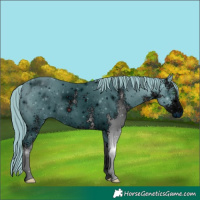 Horse Color:ERROR: UNKNOWN ANOMALY